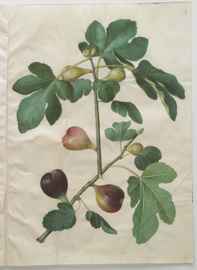 Ficus carica door Hans Simon Holtzbecker